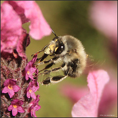 "Anthophora"Grey bee