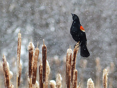 Red-winged Blackbird in gently falling snow