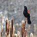 Red-winged Blackbird in gently falling snow