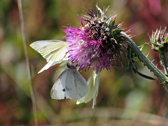 White Butterflies on Thistle Flower