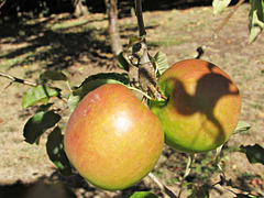 Last Two Apples On Tree