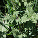 Salvia verbenaca-002