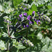 Salvia verbenaca-003