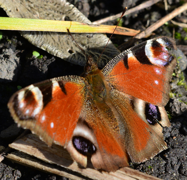 Peacock Butterfly, Inachis io
