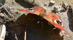 Peacock Butterfly, Inachis io.....head on