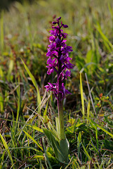 Orchis mascula (Early Purple Orchid)