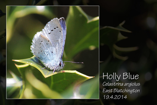 Holly Blue - East Blatchington - 19.4.2014