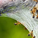 Web and Caterpillars