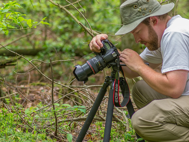 Andrew Gibson photographing Isotria medeoloides