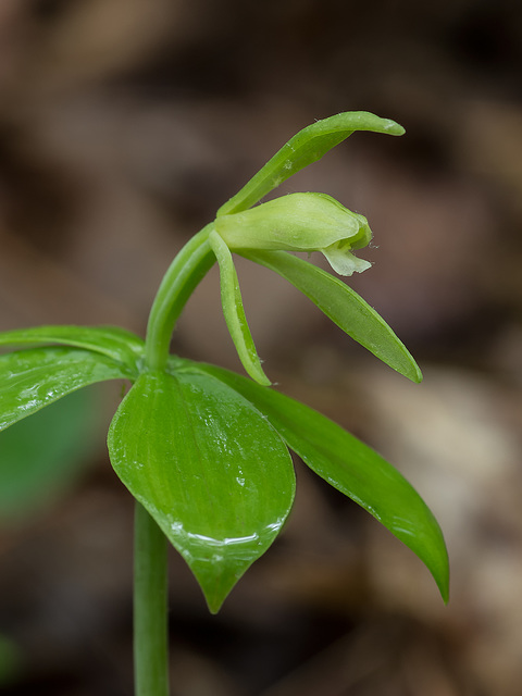 Isotria medeoloides (Small whorled pogonia orchid)