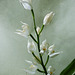 Elleborina bianca - Cefalantera maggiore