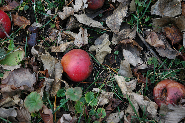 The last fruits of autumn