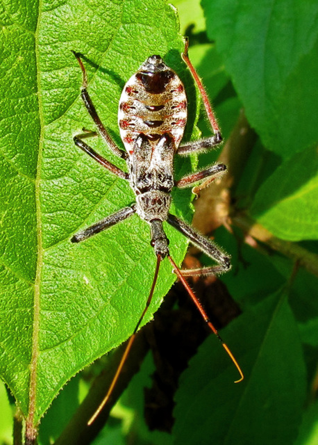 Probably a Late Instar Assassin Bug Nymph