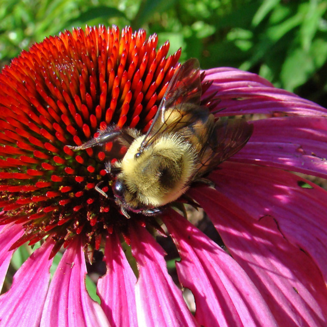 Bumblebee on coneflower