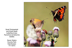 Butterflies & beetles -  Seven Sisters Country Park - 17.7.2013