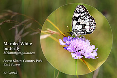 Marbled White on a Scabius -  Seven Sisters Country Park - 17.7.2013