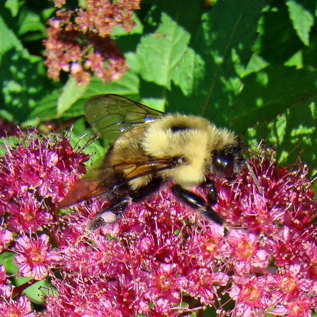 Bumblebee on spirea