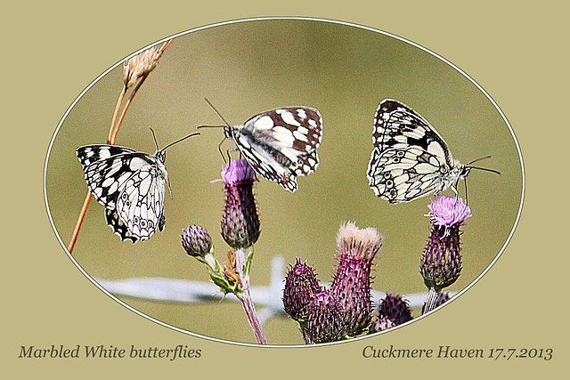Marbled Whites  -  Seven Sisters Country Park - 17.7.2013