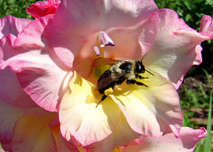 Bee on a Gladiola