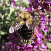 Bumble bee on lavender flowers