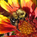 Bee on gaillardia flower