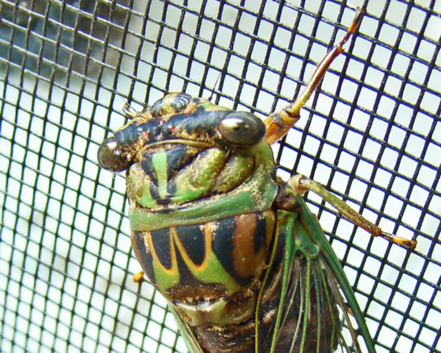 Dog Days Cicada