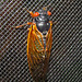 Periodic Cicada (13 Year)