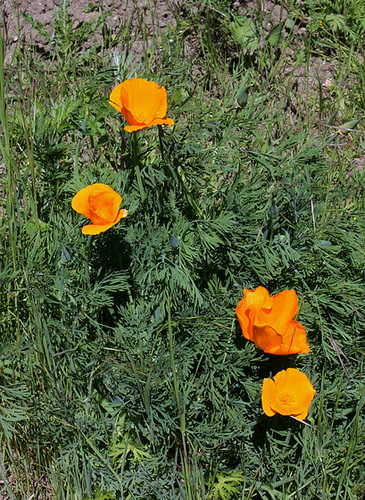 Eschscholzia californica (3) Eschscholzia californica (3)