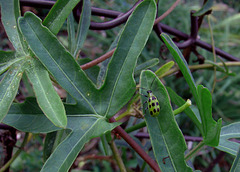 Black Spotted Green Bug