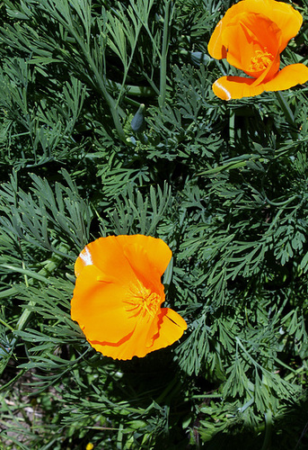 Eschscholzia californica (4) Eschscholzia californica (4)