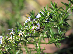 Bumblebee on Rosemary