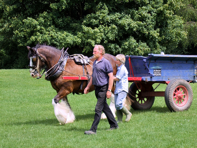 Heavy Horse at Singleton