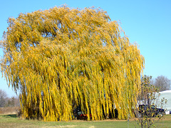 Willow in Autumn
