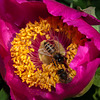 BESANCON: Jardin Botanique: Deux abeilles sur une pivoine    ( Paeonia suffruticosa ) 02.