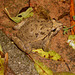 Gc03 Discoglossus galganoi (Iberian Painted Frog)
