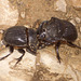 Gc06 Dueling Rhinoceros Beetles (Oryctes nasicornis)