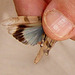Gc10 Oedipoda caerulescens (Blue-winged Grasshopper)