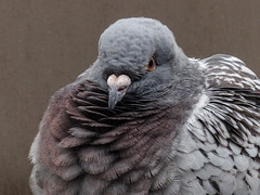 Fluffed Pigeon feathers