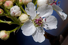 Bradford Pear Tree Blossom