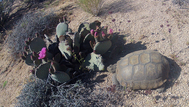 Desert Tortoise (0009)