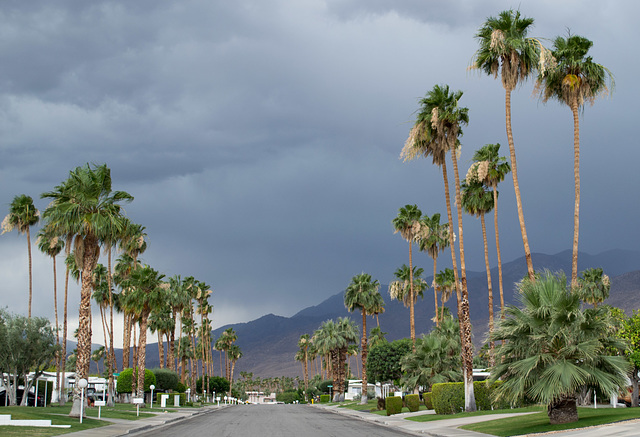 Palm Springs May rain (1779)