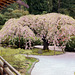 Weeping Cherry Tree in Full Bloom – Japanese Garden, Portland, Oregon
