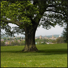 beneath an Oxford tree