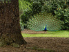 woodland peacock