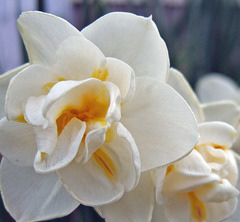 Double Daffodil