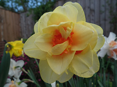 Another multi coloured daff