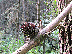 Cone on Fallen Branch