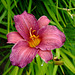 Daylily in Red