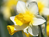 Narcissus ‘Silver Chimes’
