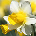 Narcissus ‘Silver Chimes’